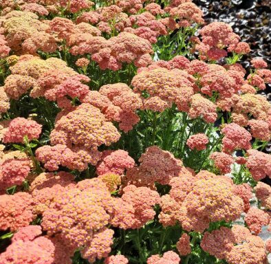 Achillea 'Firefly Peach Sky'